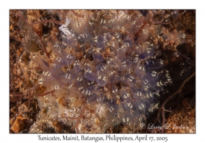 Tunicates