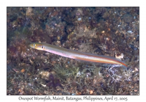 Onespot Wormfish