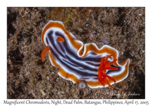 Magnificent Chromodoris