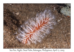 Sea Pen