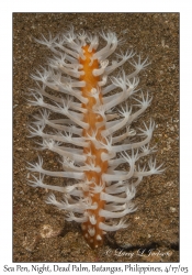 Sea Pen