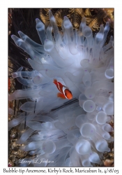 Bubble-tip Sea Anemone