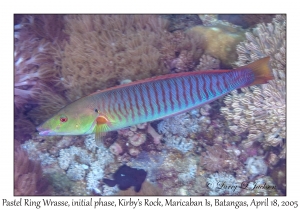 Pastel Ring Wrasse IP