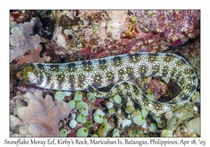 Snowflake Moray