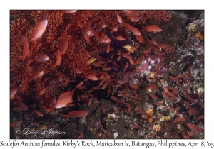 Scalefin Anthias females