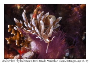 Undescribed Phyllodesmium