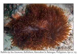 Bubble-tip Sea Anemone