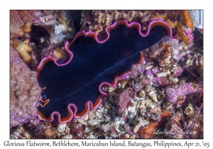 Glorious Flatworm