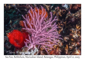 Sea Fan