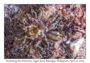 Swimming Sea Anemone