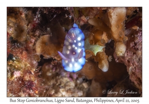 Bus Stop Goniobranchus juvenile