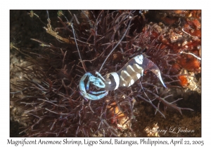 Magnificent Anemone Shrimp