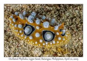 Ocellated Phyllidia