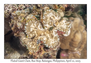 Fluted Giant Clam