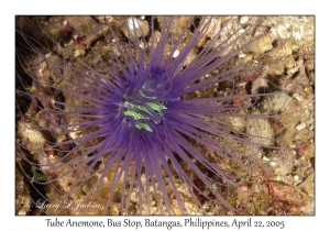 Tube Anemone