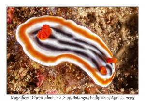 Magnificent Chromodoris