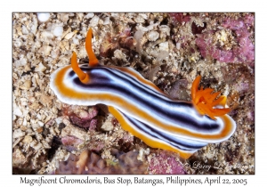 Magnificent Chromodoris