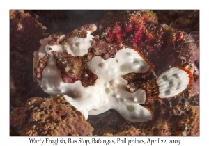 Warty Frogfish