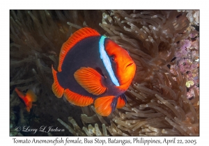 Tomato Anemonefish female