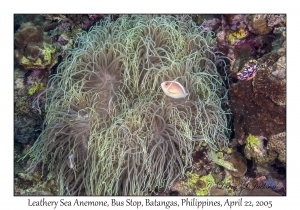 Leathery Sea Anemone