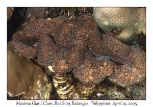 Maxima Giant Clam