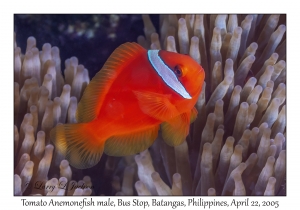 Tomato Anemonefish male