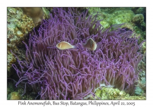 Pink Anemonefish