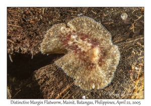 Distinctive Margin Flatworm