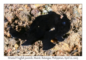 Striated Frogfish juvenile