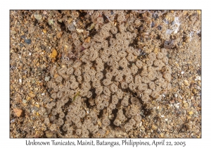 Unknown Tunicates