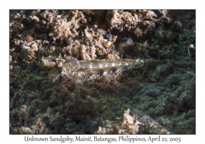 Unknown Sandgoby