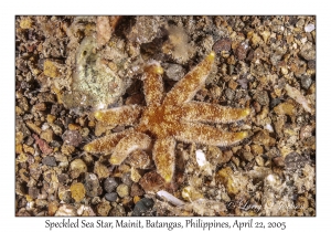 Speckled Sea Star