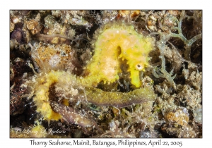 Thorny Seahorse