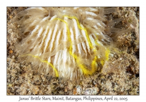 Janus' Brittle Star