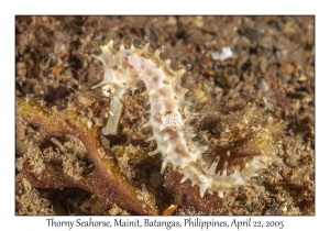 Thorny Seahorse