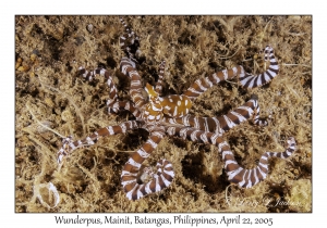 Wunderpus