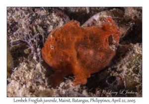 Lembeh Frogfish juvenile