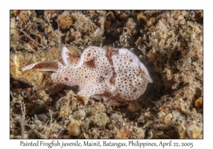 Painted Frogfish juvenile