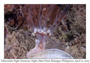 Tuberculate Night Anemone