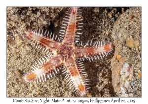 Comb Sea Star