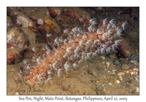 Sea Pen