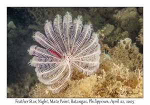 Feather Star