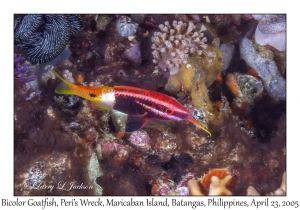 Bicolor Goatfish juvenile