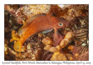 Lyretail Hawkfish