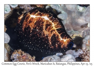 Common Egg Cowrie