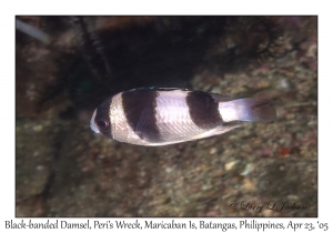 Black-banded Damsel