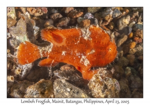 Lembeh Frogfish juvenile