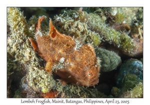 Lembeh Frogfish juvenile