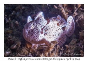 Painted Frogfish juvenile