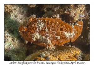 Lembeh Frogfish juvenile